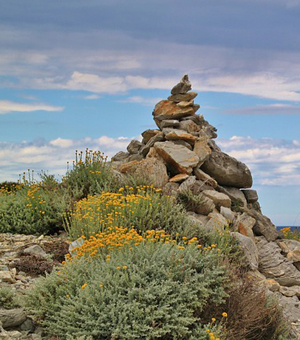 批发价直充的软件云呼